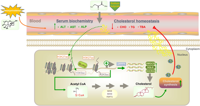 Sodium butyrate alleviates R97-116 peptide-induced myasthenia