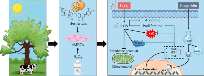 Hesperidin ameliorates H2O2-induced bovine mammary epithelial cell ...