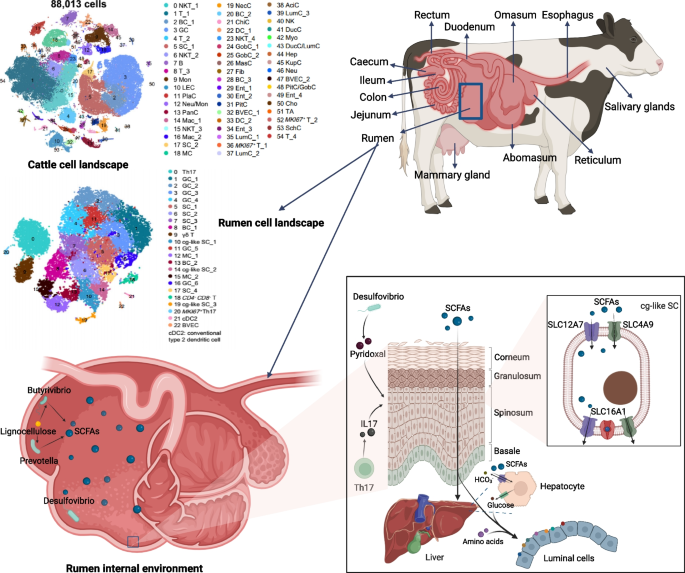 animal communication research paper figure 2