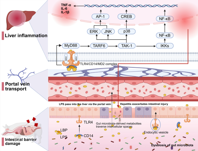Advances in understanding the role of gut microbiota in fat deposition and  lipid metabolism | Journal of Animal Science and Biotechnology | Springer  Nature Link