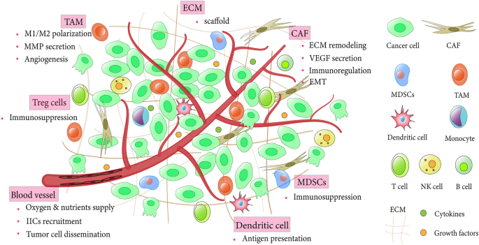 Exploiting E3 ubiquitin ligases to reeducate the tumor 