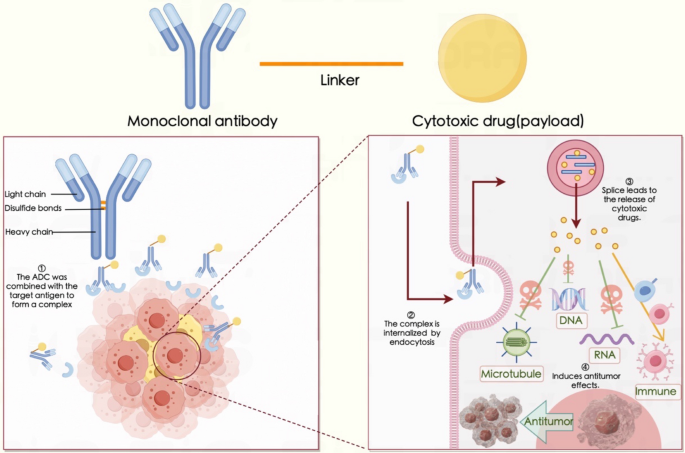 drug-conjugates-for-the-treatment-of-lung-cancer-from-drug-discovery-to-clinical-practice-experimental-hematology-oncology-full-text