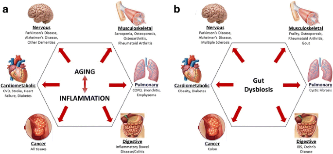Dysbiosis and disease,