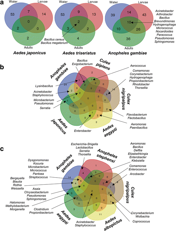 Frontiers  The Axenic and Gnotobiotic Mosquito: Emerging Models for  Microbiome Host Interactions