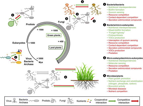 Microbial interactions within the plant holobiont | Microbiome | Full Text Microbial interactions within the plant holobiont | Microbiome | Full Text