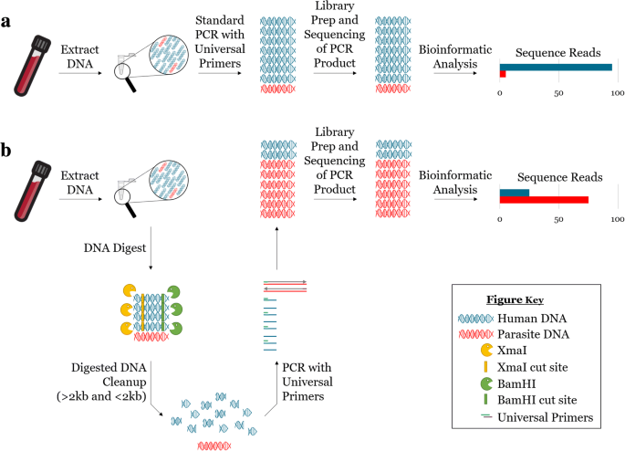 Restriction enzyme digestion of host DNA enhances universal detection of  parasitic pathogens in blood via targeted amplicon deep sequencing |  Microbiome | Full Text