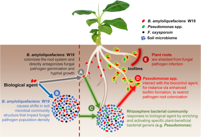 microbes as biocontrol agents pdf notes microbes as biocontrol agents pdf notes