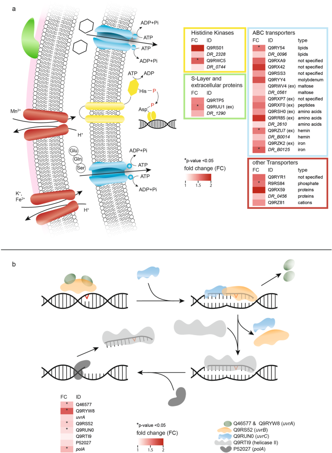 Genome Sequence of the Radioresistant Bacterium Deinococcus