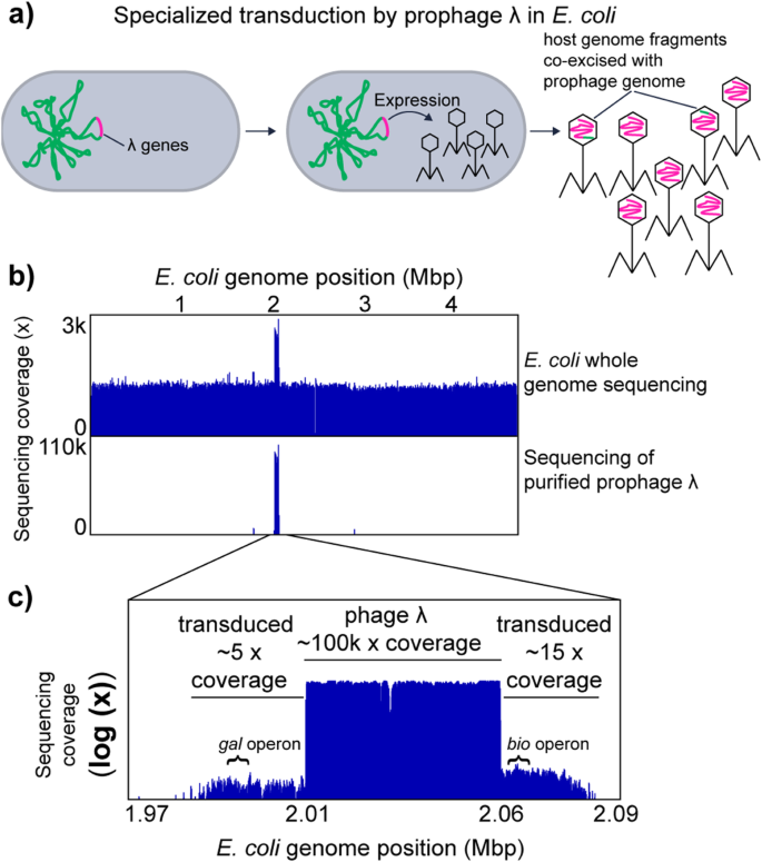 generalized transduction in bacteria