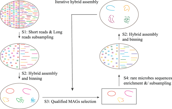 High-quality bacterial genomes of a partial-nitritation/anammox system by  an iterative hybrid assembly method, Microbiome