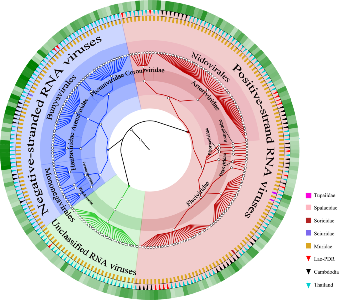 Decoding The Rna Viromes In Rodent Lungs Provides New Insight Into The Origin And Evolutionary Patterns Of Rodent Borne Pathogens In Mainland Southeast Asia Microbiome Full Text