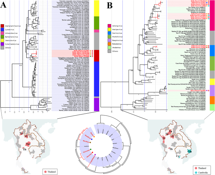 Decoding The Rna Viromes In Rodent Lungs Provides New Insight Into The Origin And Evolutionary Patterns Of Rodent Borne Pathogens In Mainland Southeast Asia Microbiome Full Text