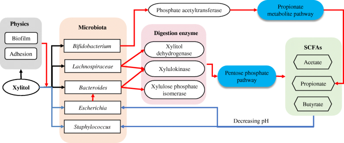 Dysbiosis rosacea, Dysbiosis leaky gut - Lista di dieta di dysbiosis - Dysbiosis eubiosis