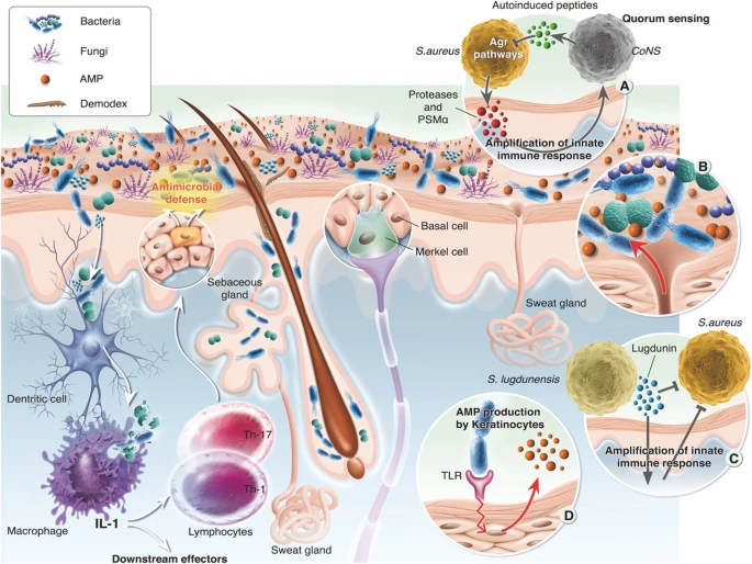 Skin microbiota, its roles, and its relationship with the immune system.