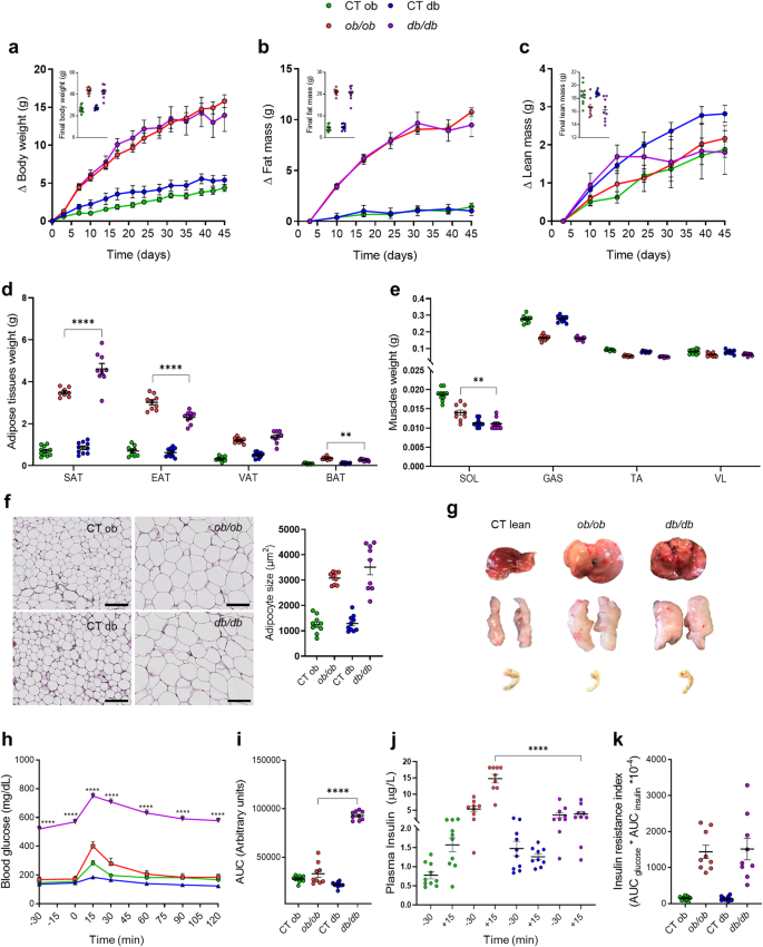 Novel insights into the genetically obese (ob/ob) and diabetic (db/db) mice:  two sides of the same coin | Microbiome | Full Text