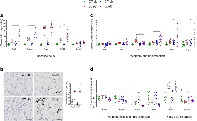 Novel insights into the genetically obese (ob/ob) and diabetic (db/db) mice:  two sides of the same coin | Microbiome | Full Text