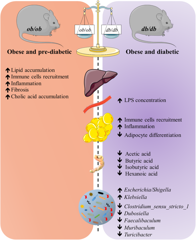 Novel insights into the genetically obese (ob/ob) and diabetic (db/db) mice:  two sides of the same coin | Microbiome | Full Text