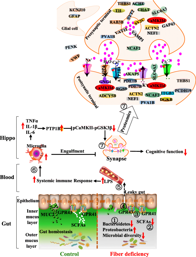 Protein and Brain Health: The Impact of Protein on Cognitive Function