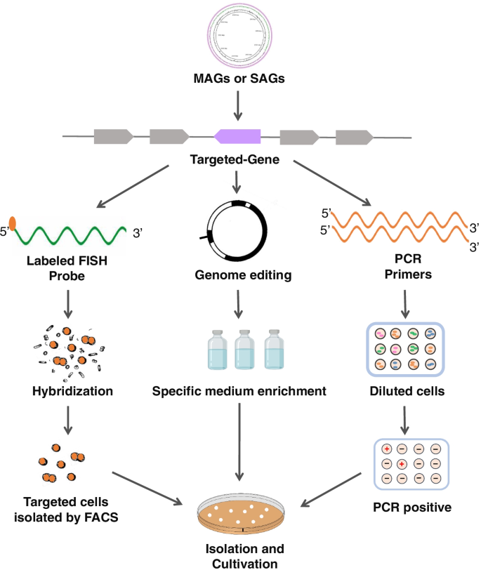 Frontiers Decoding the microbial universe with metagenomics: a brief insight