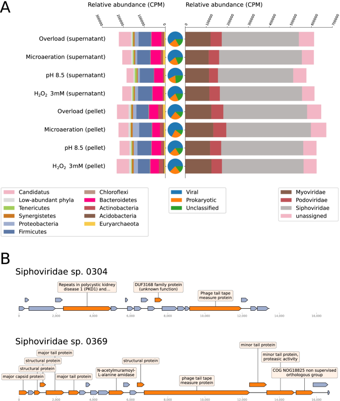 How organic overloads affect the anaerobic digesters microbiome