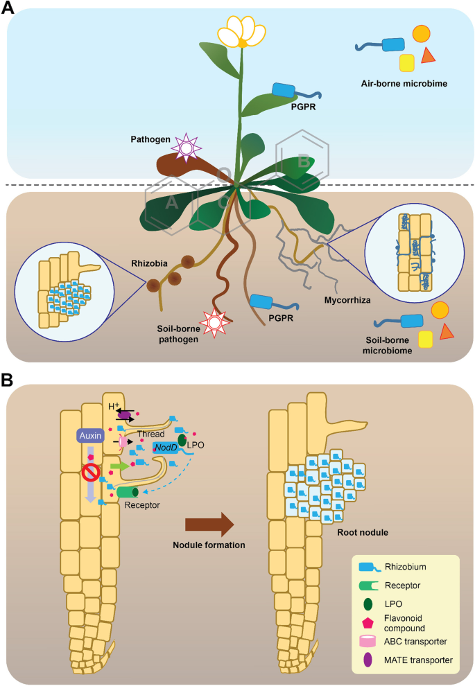 Plant evolution driven by interactions with symbiotic and pathogenic  microbes