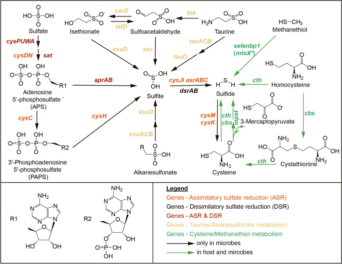 hypothesis of bacterial growth figure 1