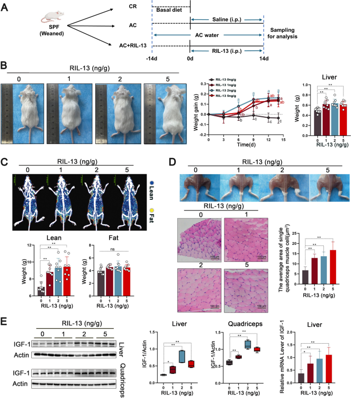 igf 1 lr3 reddit results Awesome results this year igf-1 lr3 ,cyp,e,primo then adding tren for 2  months then removed primo and tren added FTPP and diaing diet 😊 with labs  and results hopefully helps : r/Peptides main image 1