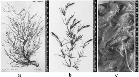 Рассмотрите схему отражающую развитие растительного мира земли цикорий кладофора спаржа