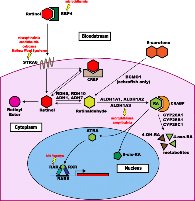 Genetics and functions of the retinoic acid pathway, with special emphasis  on the eye | Human Genomics | Full Text