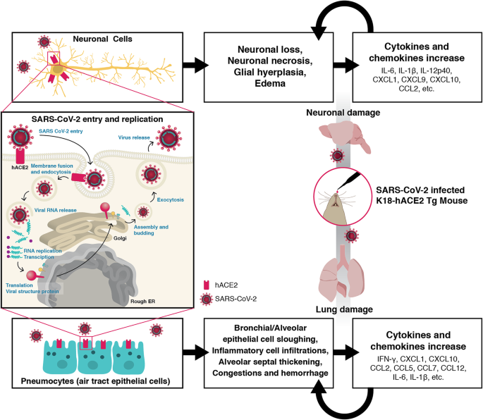 COVID-19 preclinical models: human angiotensin-converting enzyme 2 transgenic  mice | Human Genomics | Full Text