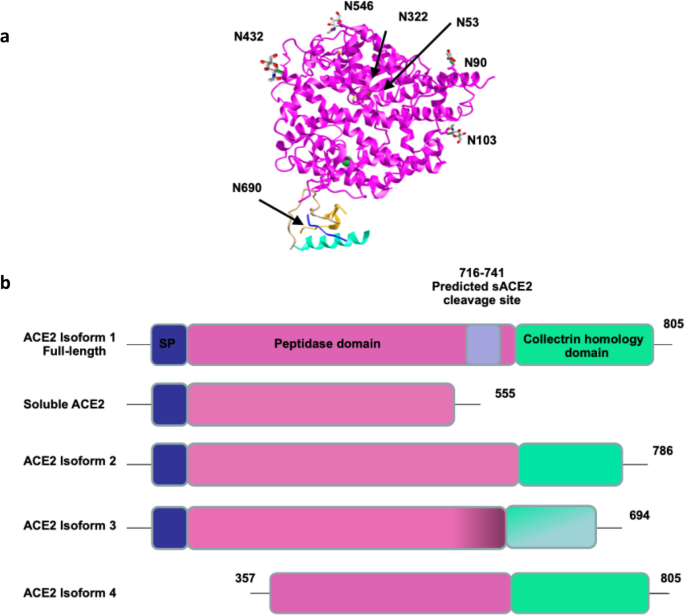 ACE2 Nascence, trafficking, and SARS-CoV-2 pathogenesis: the saga continues  | Human Genomics | Full Text