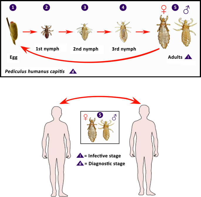 Схема развития pediculus humanus capitis