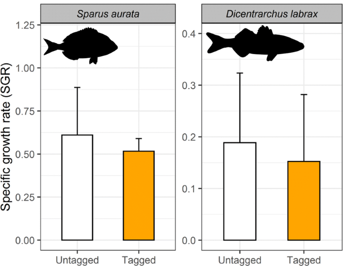 Surgical Implantation Of Electronic s Does Not Induce Medium Term Effect Insights From Growth And Stress Physiological Profile In Two Marine Fish Species Animal Biotelemetry Full Text