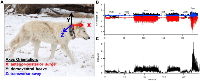 Environmental correlates of activity and energetics in a wide-ranging  social carnivore | Animal Biotelemetry | Full Text