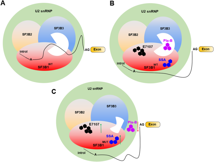 The Biological Function And Clinical Significance Of Sf3b1 Mutations In Cancer Biomarker Research Full Text