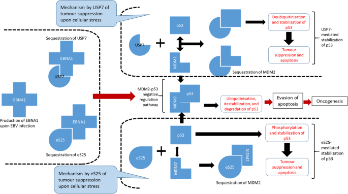 Application answers - new :: FIVERP