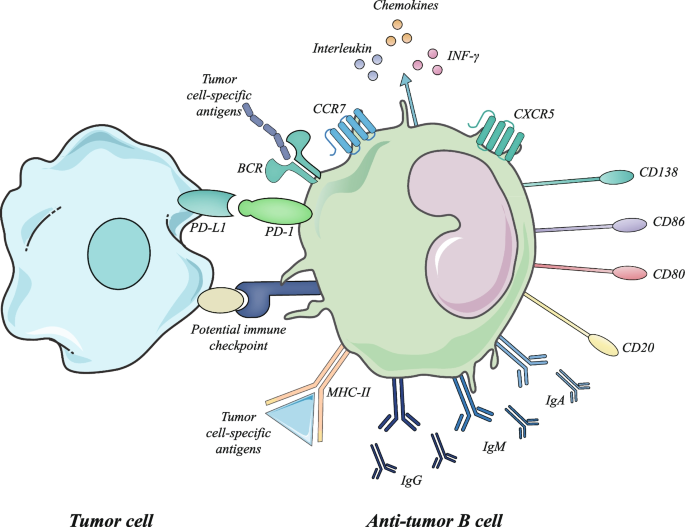 Tertiary lymphoid structures generate and propagate anti-tumor