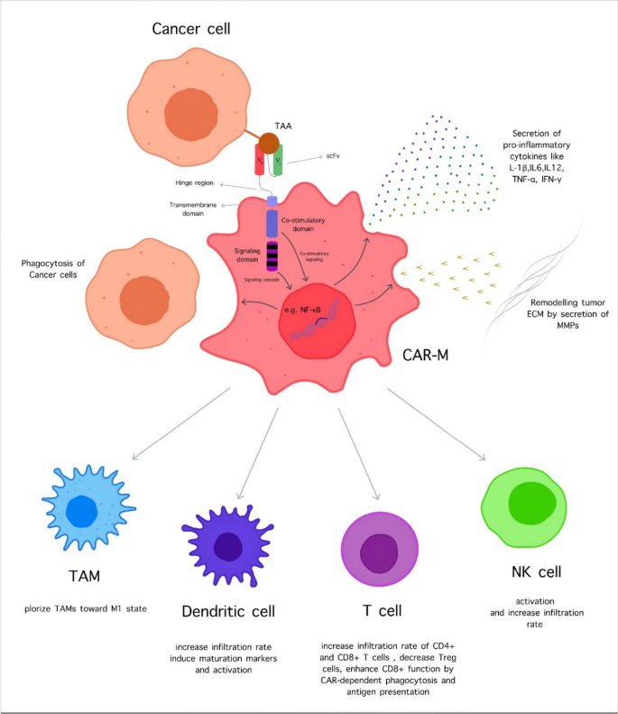 The CAR macrophage cells, a novel generation of chimeric antigen-based  approach against solid tumors | Biomarker Research | Full Text