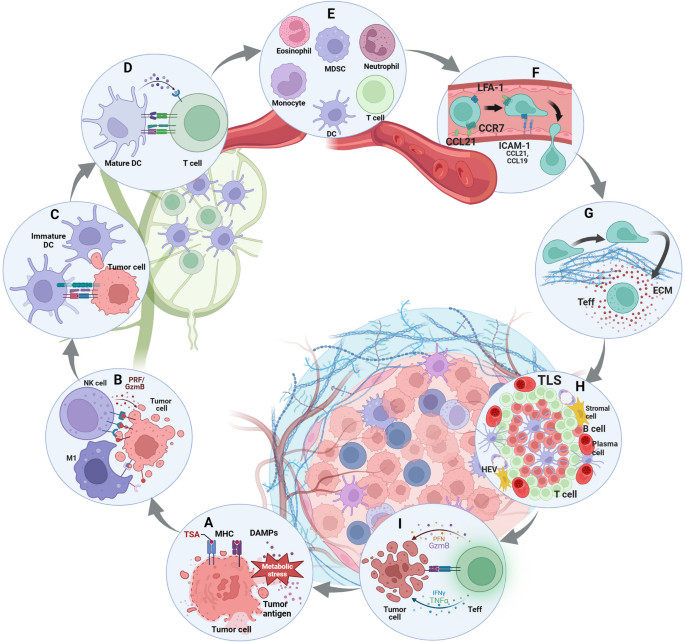antigen processing and presentation nature review figure 1