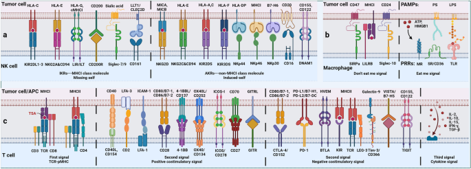 antigen processing and presentation nature review figure 2