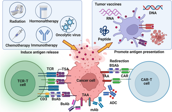 antigen processing and presentation nature review figure 4