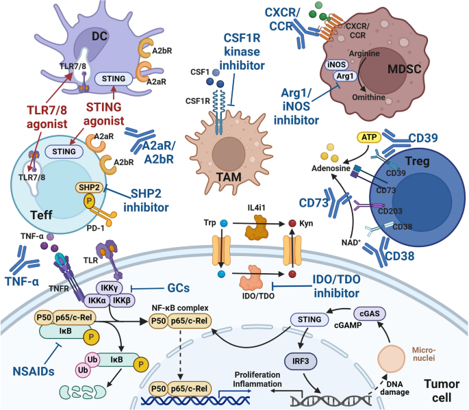 antigen processing and presentation nature review figure 5