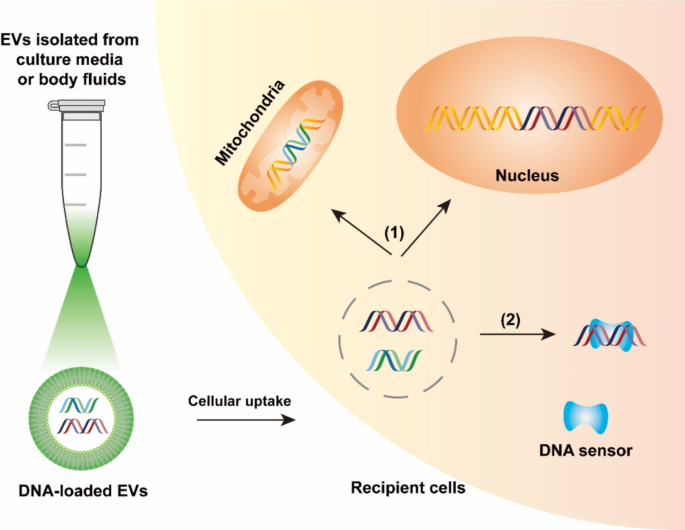 The detection, biological function, and liquid biopsy application 
