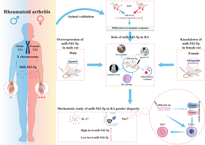 X-chromosome-linked miR-542-5p as a key regulator of sex disparity in ...
