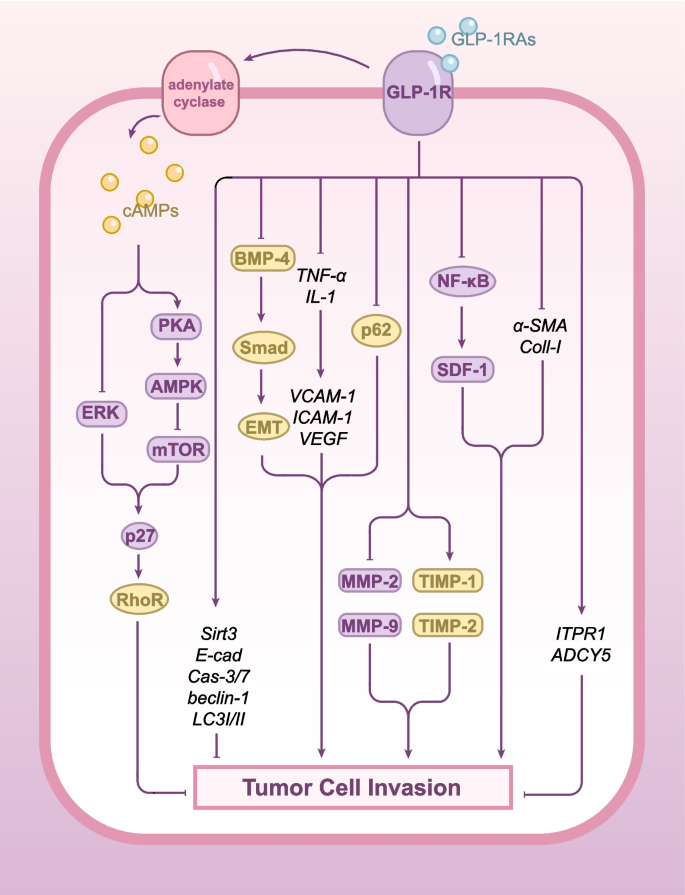 glp 1 intestinal blockage Exploring the Side Effects of GLP-1 Receptor Agonist: To Ensure Its Optimal  Positioning