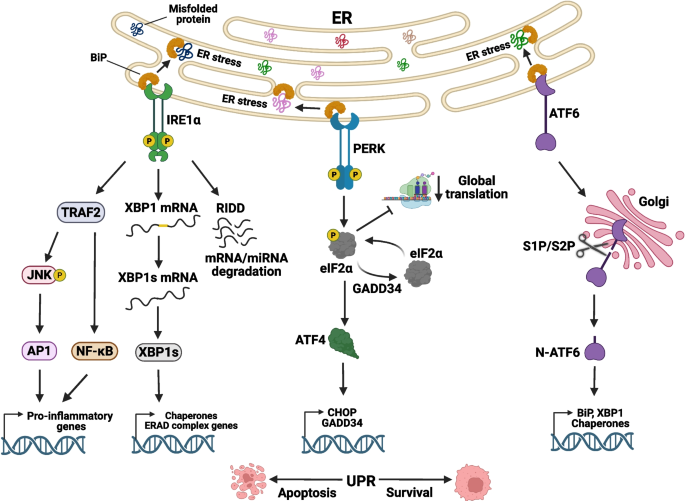 Targeting the unfolded protein response for cancer therapy: mitigating ...