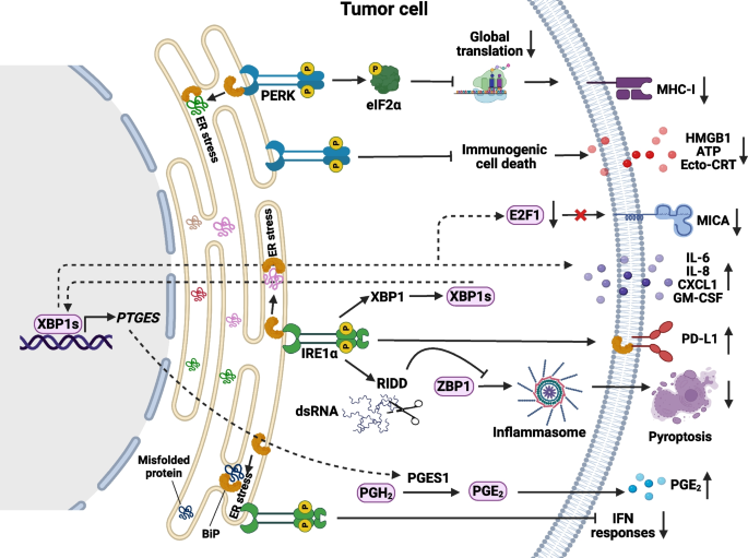 Targeting the unfolded protein response for cancer therapy: mitigating ...