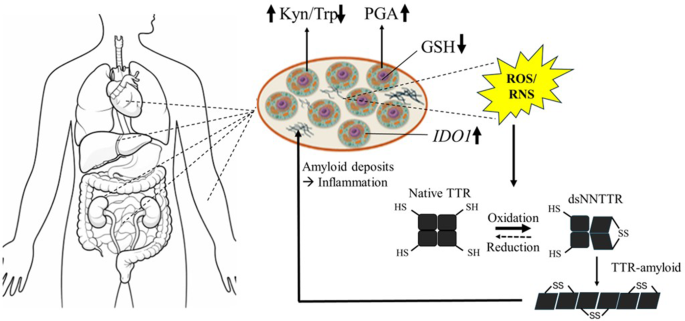 is their a conflict withhumira and glutathione The Vitamin D Relationship Role of Glutathione in Cancer: