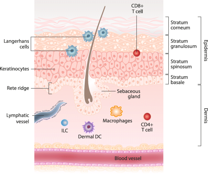 Skin as an immune organ and clinical applications of skin-based  immunotherapy | World Allergy Organization Journal | Full Text