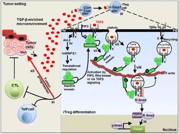 figure 24